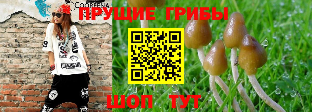 Псилоцибиновые грибы мицелий  Вход с VPN  Сунжа 